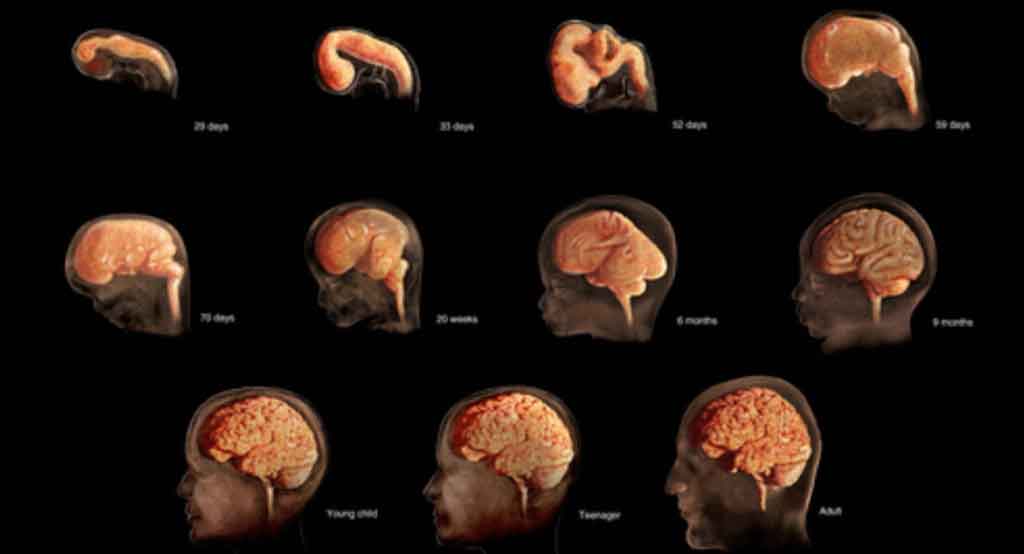 Estudio Sugiere Que El Cerebro Humano Sigue Construy Ndose Tras Nacer