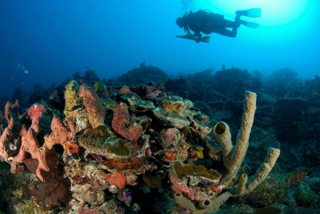 Coral reefs under massive threat at Gulf of Mexico Cuba Si
