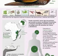 Caracol-gigante-africano (Infografía)