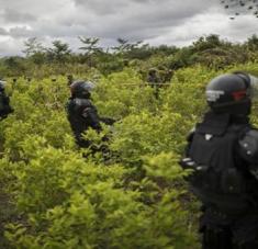 Según el documento las cifras demuestran el aumento del 15 por ciento en las hectáreas de cultivos y un alza del 7.9 en la producción de cocaína en comparación con 2019. Foto: AP