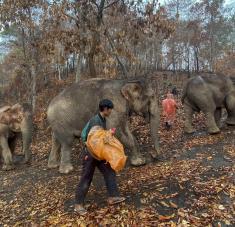 La ausencia de turistas dejó a estos grandes animales y a sus propietarios sin fuentes de ingreso. Foto: AP.