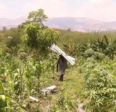 La agricultura de subsistencia es vital en Haití para enfrentar la crisis alimentaria