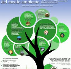 Infografia día Mundial del Arbol