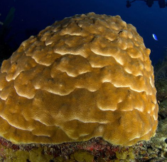 Coral en forma de helado derretido/NS