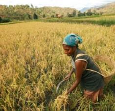 El director general de la FAO, QU Dongyu, afirmó que las mujeres rurales son "agentes activos del cambio económico y social". Foto: UN Woman