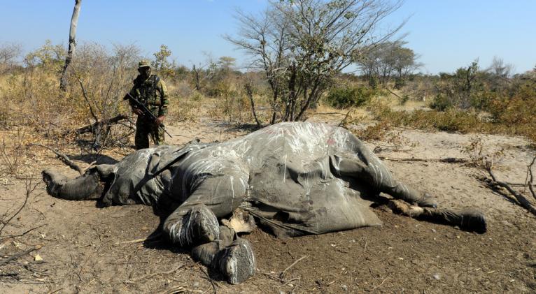 Los primeros 169 cadáveres fueron encontrados a principios del pasado mes de mayo en el delta del Okavango. Foto: Reuters.