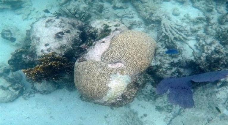 Cuando los pedazos de coral se desprenden y se acumulen en el arrecife, esto impide el crecimiento de nuevos corales. Foto: EFE