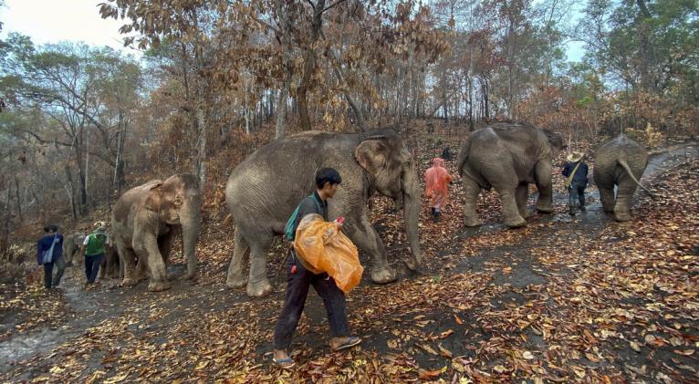 La ausencia de turistas dejó a estos grandes animales y a sus propietarios sin fuentes de ingreso. Foto: AP.