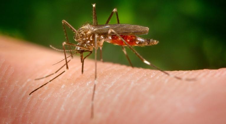 Se investiga si los 18 casos de meningoencefalitis vírica detectados en la provincia de Sevilla están relacionados con una picadura del 'Aedes japonicus'. De momento, cuatro pacientes han dado negativo. 