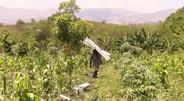 La agricultura de subsistencia es vital en Haití para enfrentar la crisis alimentaria