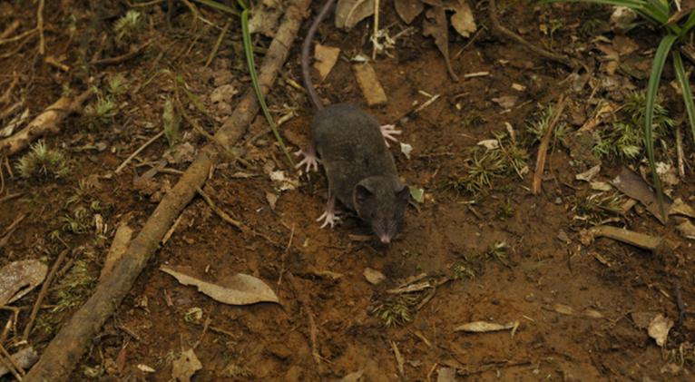 El zoólogo autor del estudio ha calificado el descubrimiento de un "caso abrumador". Por ahora los científicos están interesados en explorar cuáles son los factores que causaron esta extraordinaria biodiversidad en la isla indonesia de Célebes. Foto: Kevin Rowe, Museums Victoria.