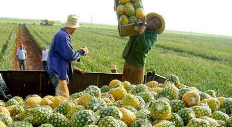 En medio de la situación derivada de la pandemia del Coronavirus, la producción de alimentos deviene medular.