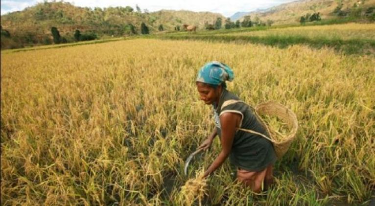 El director general de la FAO, QU Dongyu, afirmó que las mujeres rurales son "agentes activos del cambio económico y social". Foto: UN Woman