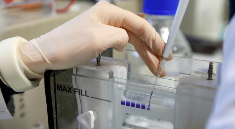 Los animales de laboratorio han desarrollado anticuerpos en las mucosas y en la sangre. Foto: Reuters.