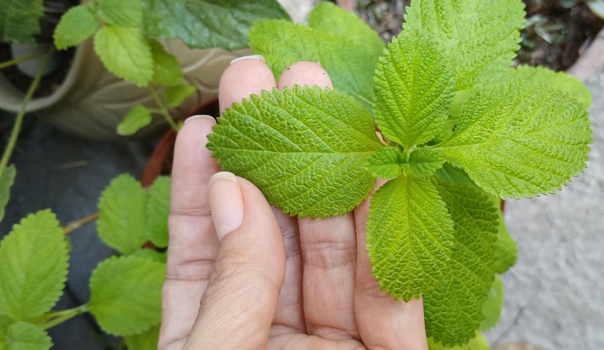menta_cultivo.jpg