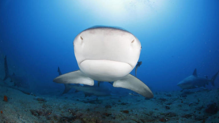 tiburones_turismo.jpg