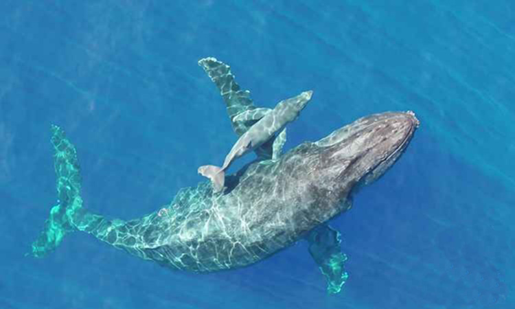 Bowhead whales 