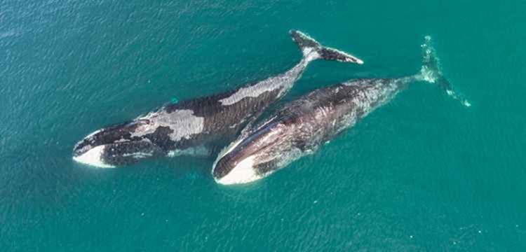 Ballenas de Groenlandia 