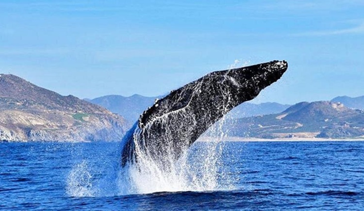 Ballena saltando sobre el mar