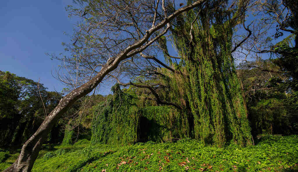El Bosque de La Habana