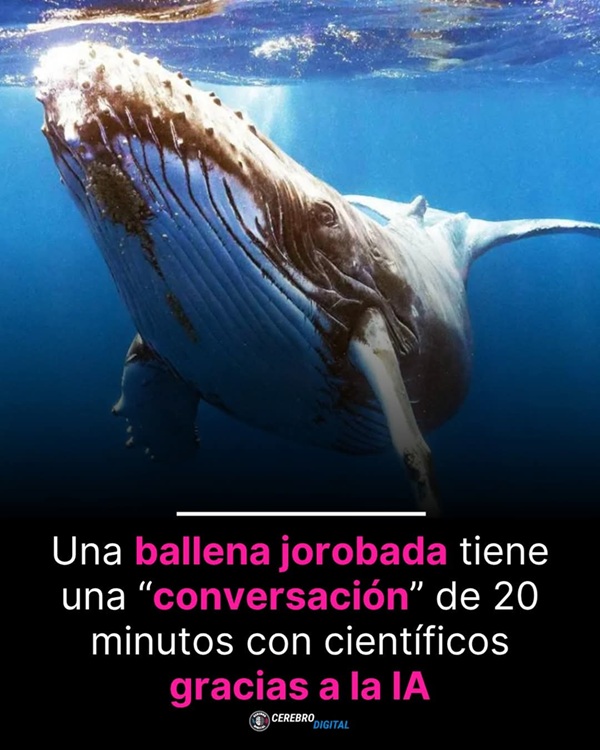 Cartel sobre ballena jorobada