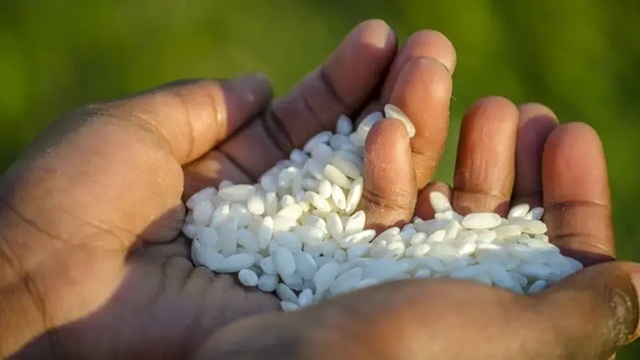 Manos mostrando granos de arroz