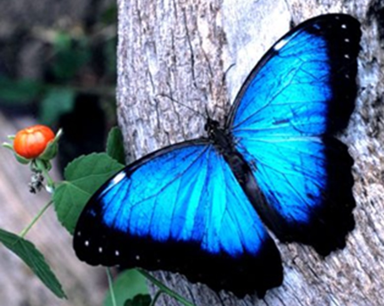Mariposa Morpho