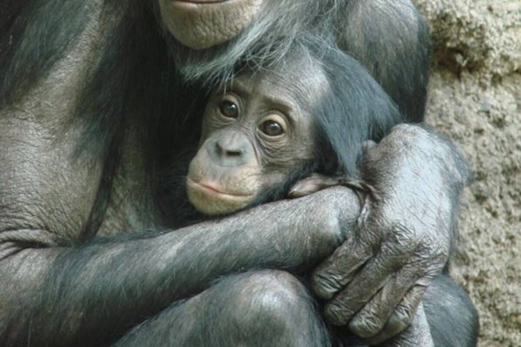madre bonobo con su hijo