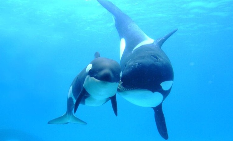 Ballena orca con su cría