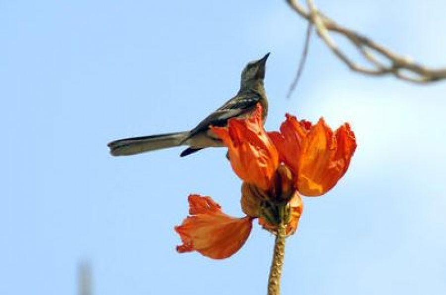 La Foto del Día: El tulipán africano | Cuba Si