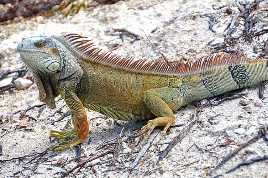 Estudian en Holguín reptiles endémicos de Cuba | Cuba Si