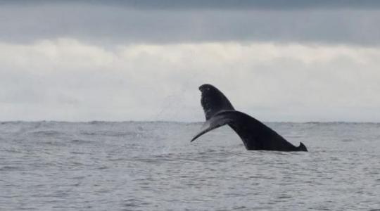 El joven fue engullido y luego escupido por una ballena jorobada, un animal frecuente en las aguas de Chile en esta época del año.